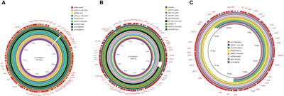 Distribution and spread of tigecycline resistance gene tet(X4) in Escherichia coli from different sources